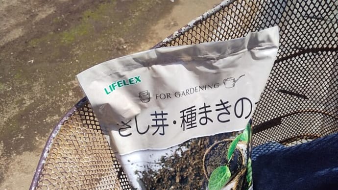 ゴーヤーの種蒔きにはまだ早い