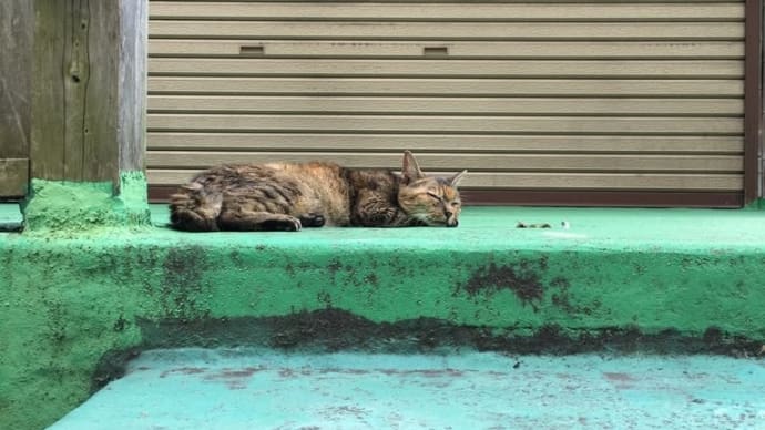 ねこコレクション【黒ねこ】