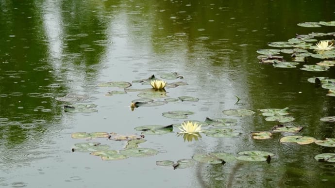雨あれば雨を聴く ~ モネの庭から(その429)