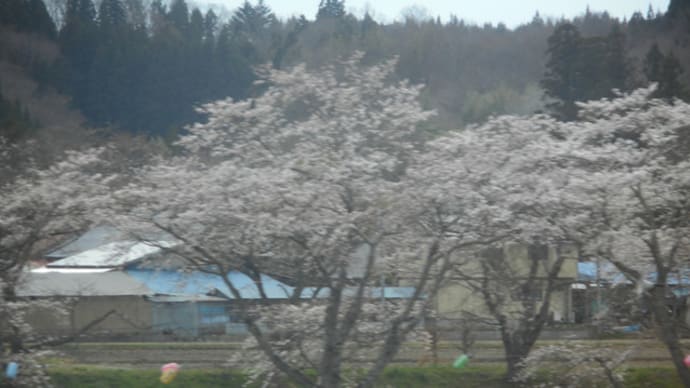 新感覚のお花見 車窓から夏井千本桜を楽しむ旅