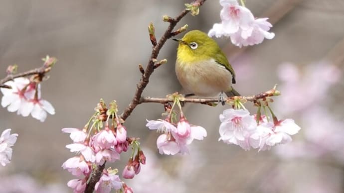 メジロ ~山桜に遊ぶ~
