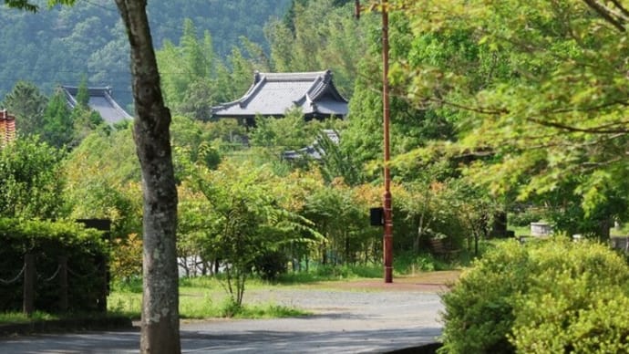 梅雨明けの山野草
