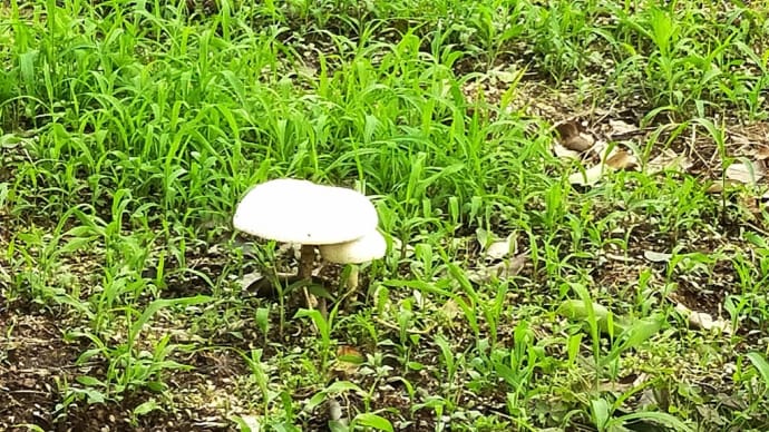 キノコ生えちゃうかもね