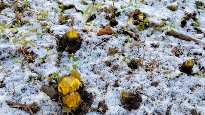 寒波・・・うっすら降雪
