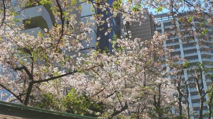 盛りの過ぎた桜など/東京4-2