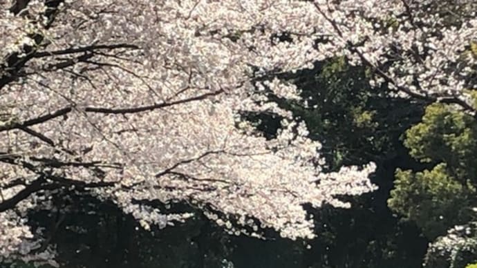 お花見しました