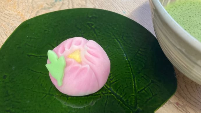 寒牡丹