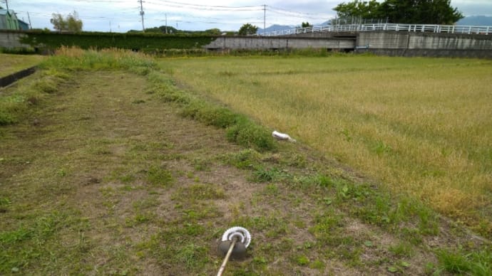 寒川町シクラメン生産者。谷澤園芸。生育日誌2022〜5月下旬〜