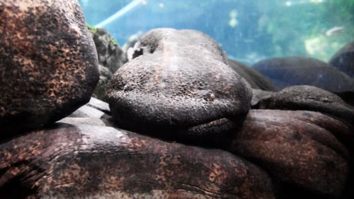 京都と言えば オオサンショウウオ