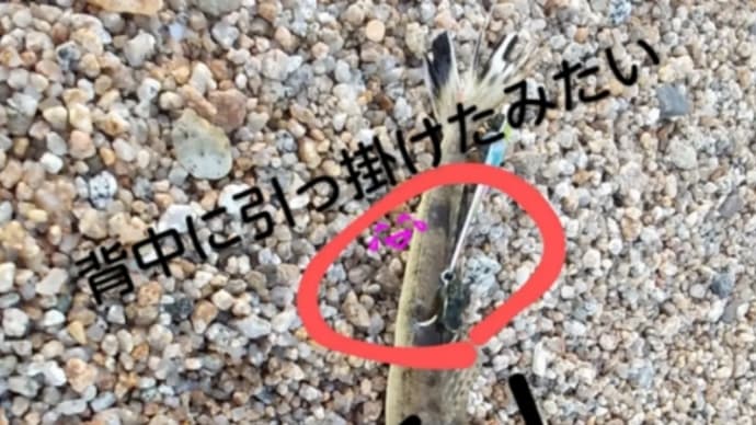 マゴチ釣ったゾー!