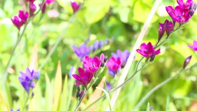 バナビア フリージアに似た小さな花のアヤメの仲間は6月6日の誕生花 Aiグッチ のつぶやき バナビア フリージアに似た小さな花のアヤメの仲間は6月6日の誕生花 Aiグッチ のつぶやき