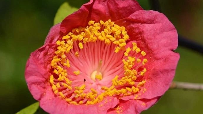 鉢植えの椿（２１）　肥後椿の紅花