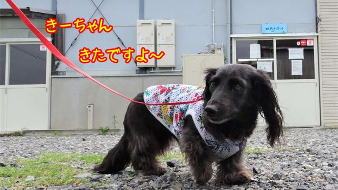 トリミング講座だよ~