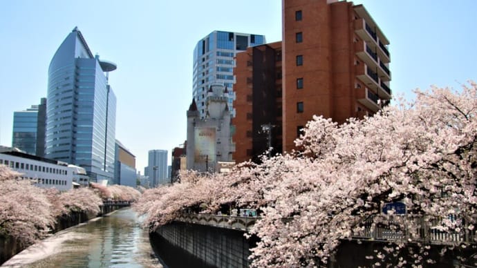 目黒川桜並木