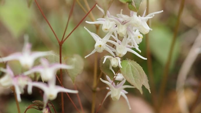野の花も花壇の花も、それぞれにいい