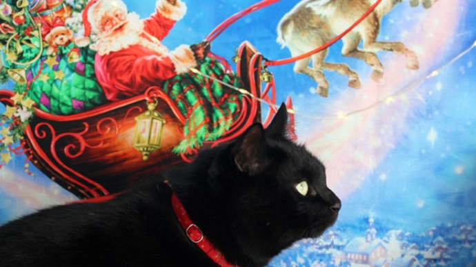 猫ちゃんのクリスマスの首輪