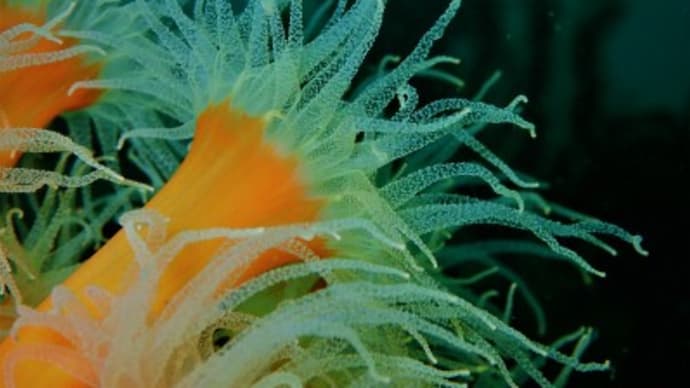 生憎のお天気だけど入っちゃえばへっちゃら~楽しく2Dive!!