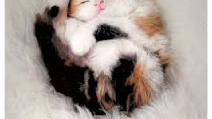 赤ちゃん猫の保育に必要なもの