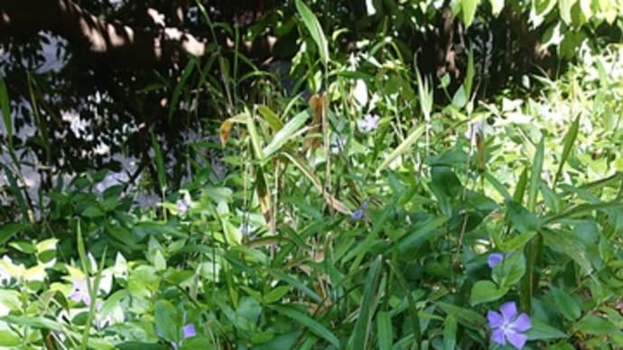 「自転車屋の生き物歳時記」植物編」!!「ツルニチニチソウ」!!