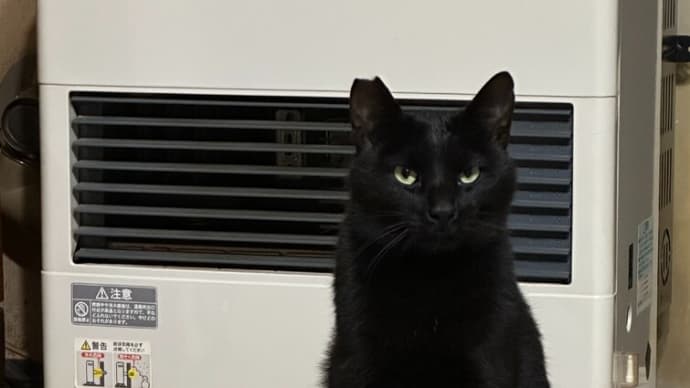 【条件反射】黒猫一号