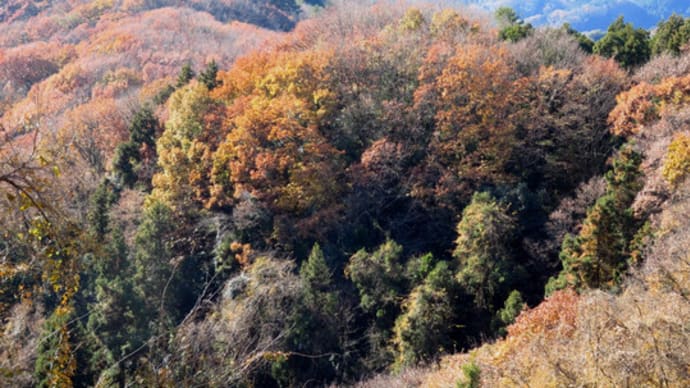 里山 冬の風景