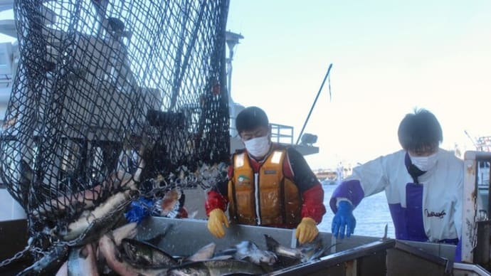 北海道秋サケ沿岸漁獲速報（11月20日現在）　1,666万尾・447億円、前年比数量7％・金額29％