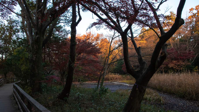 三宝寺池かい掘りさらに進む