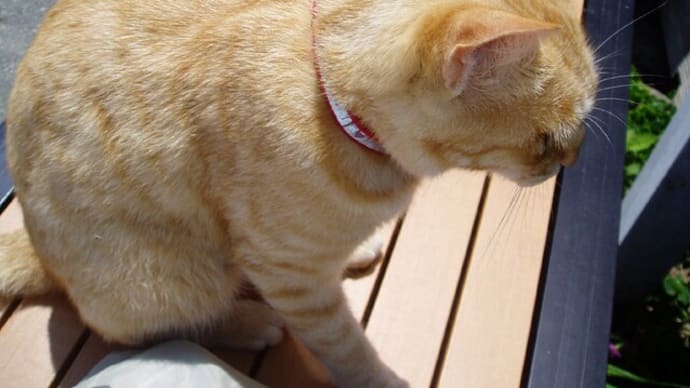 宙組の一部ファン暴走!?&相棒シーズン最終回&トケマッチ,元社員も共謀し逃亡!?&猫島(相島,福岡,にゃんこ登場っ!待合所近く・&ゴーストバスターズ最新作&ワンピース,ドラゴン含め革命軍は!?