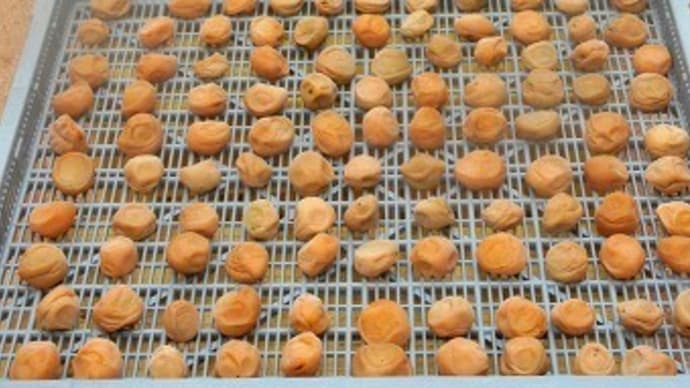 梅の天日干し&畑で「まさかやー」