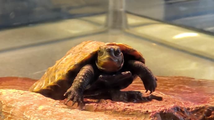 ニホンイシガメ絶滅の危機❗
