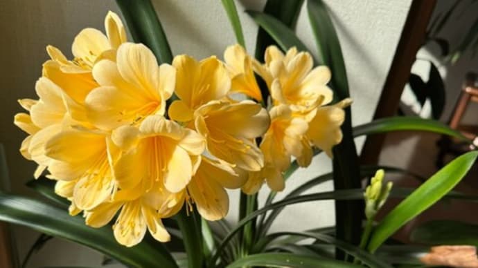室内の花&3・4月読書 24.4.15