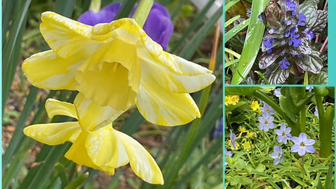 春のコラージュ　ラッパスイセン　庭の花　Apr 2024