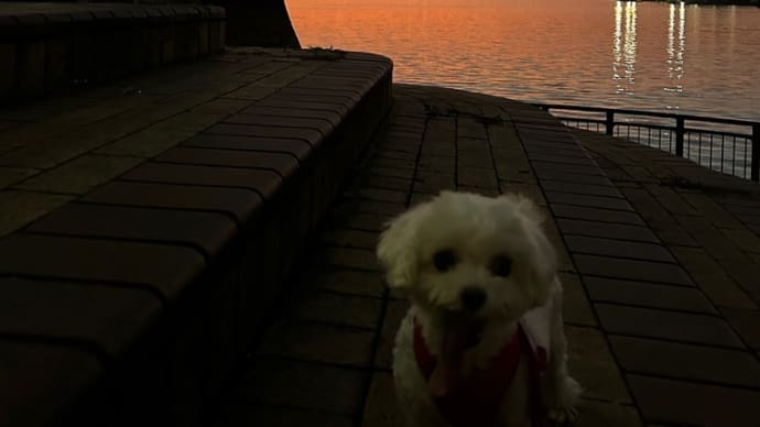夕日チャレンジ