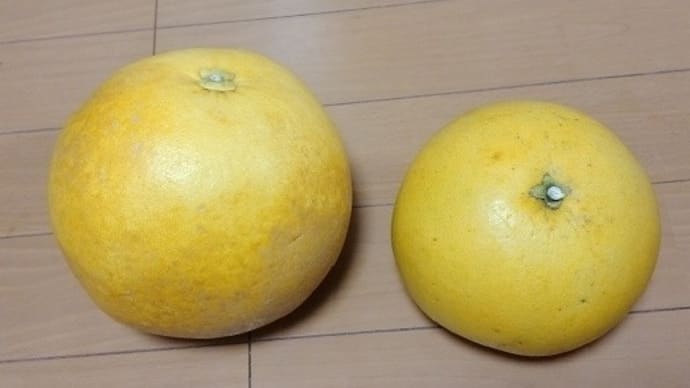 晩白柚を2個も貰って・・・。