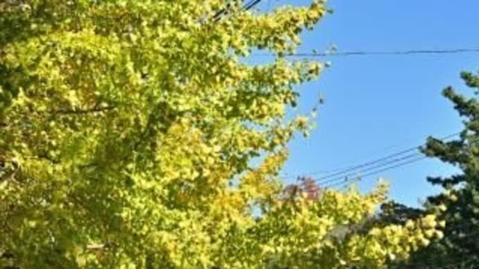 紅葉した銀杏、其の十