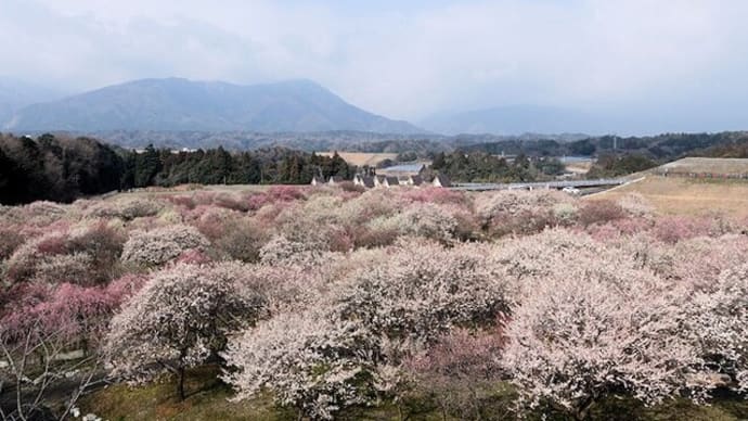 いなべ市梅林公園とサイクリング