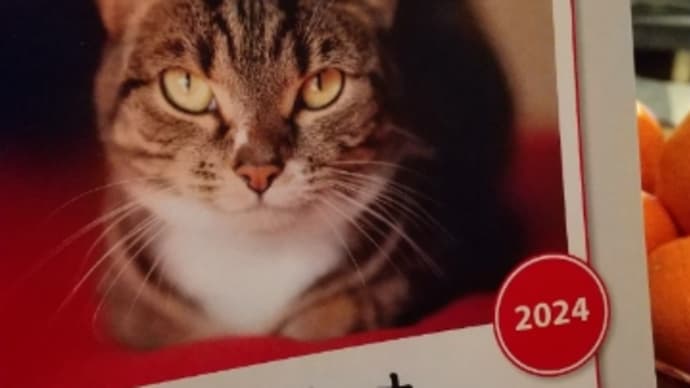猫より犬好きですが