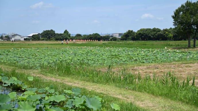 藤原京跡　蓮の開花