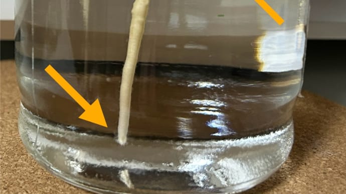 「種からアボカド水耕栽培」観察日記→復活→無事に成長中(また根っこが瓶の底に)(o^^o)