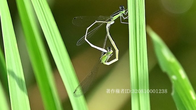 里山の生き物たち