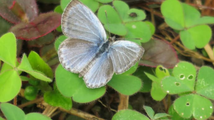 Pale Grass Blue
