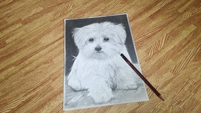鉛筆画『子犬』その２