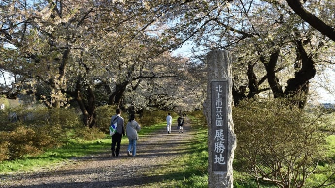 さくら狩り 岩手県北上市 みちのく三大桜名所 北上展勝地さくらまつり2022(4)シダレザクラは見頃でした