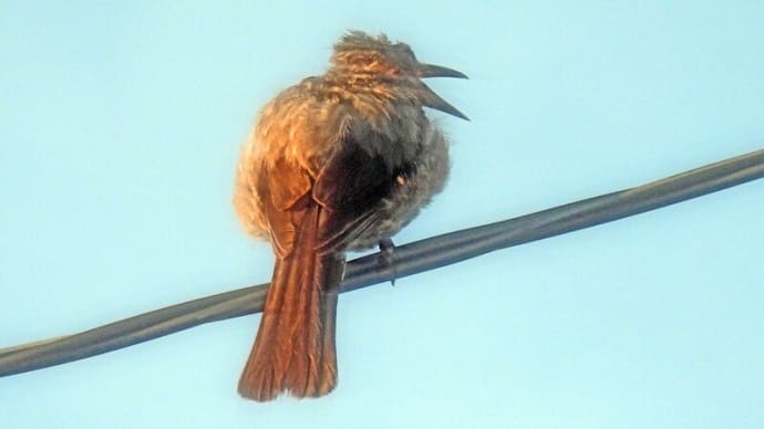 野鳥が鳴いて一日の出発