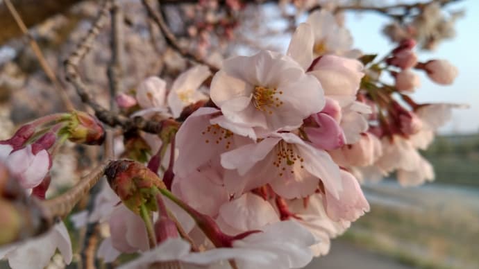 2022 私的桜開花標準木 その27