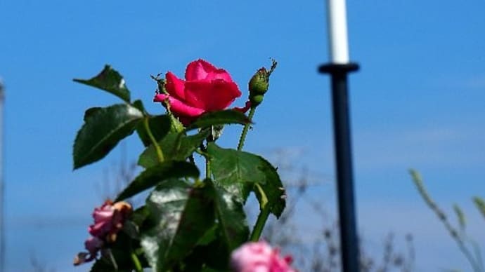 長崎原爆の日~運命の空