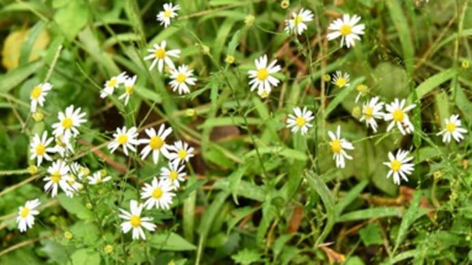 秋の野辺の名もなき小さな花