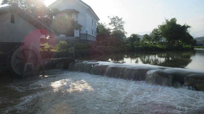 二ノ堰 親水公園付近のハス