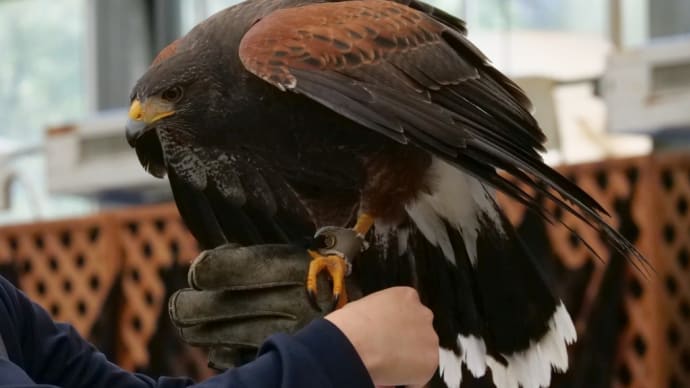 バードショー モモアカノスリ・ルリコンゴウインコ