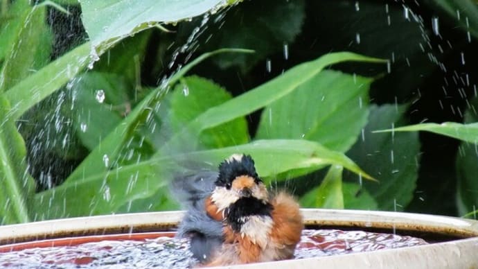 蓮の葉シャワーと小鳥たち